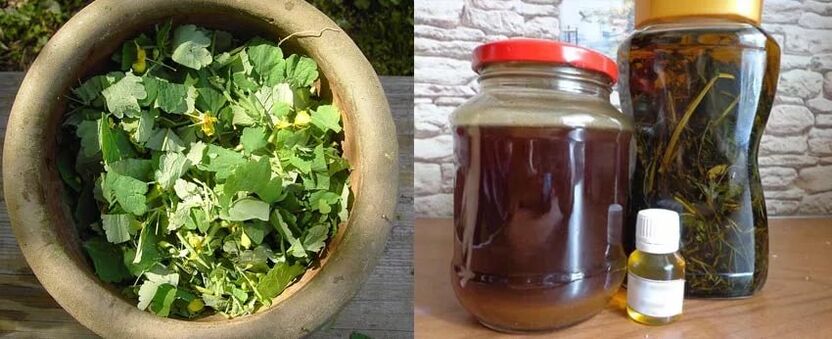 Zubereitung von heilendem Schöllkrautsaft zur weiteren Verwendung im Kampf gegen Zehennagelpilz